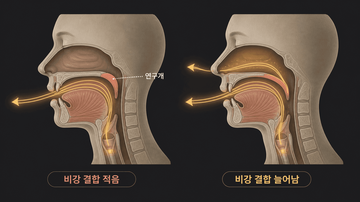 비강의 음향 결합과 듣는 사람이 느끼는 코 울림을 나눠 보여 주는 그림